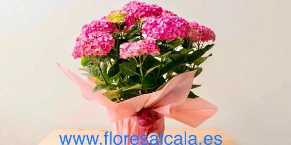 Flores Alcalá
