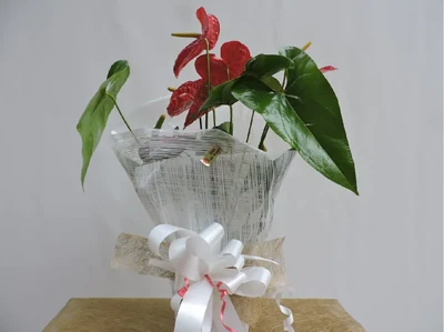 Anthurium