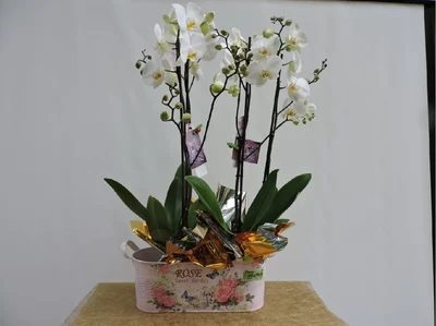 Centre d'orquídies Phalaenopsis