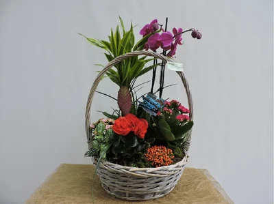 Cistella de Plantes Gran