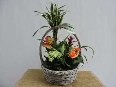 Centros de plantas