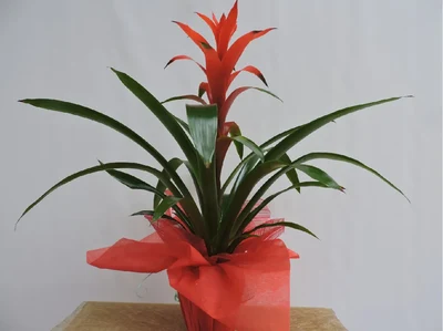 Guzmania