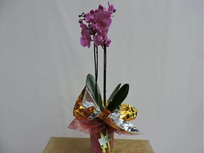 Plantas