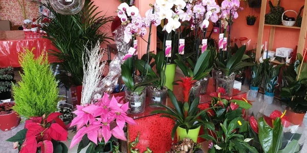Floristería Gemma