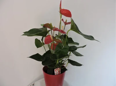 Anthurium Rojo