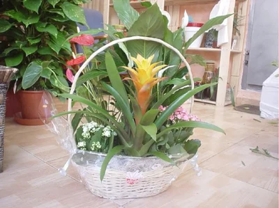 Cesta de Plantas