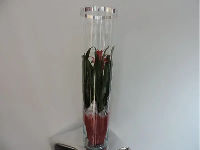 Guzmania