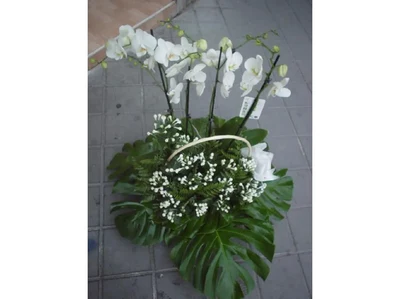 Orquidea Blanca con Flores Blancas