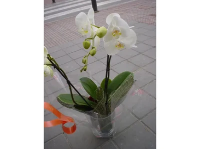 Orquidea Blanca