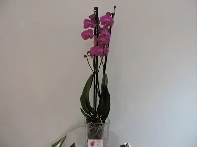 Orquidea Fucsia
