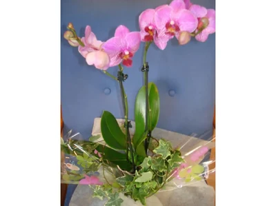Orquidea Rosa e Hiedra