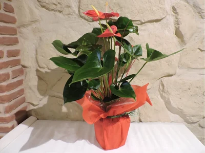 Anthurium