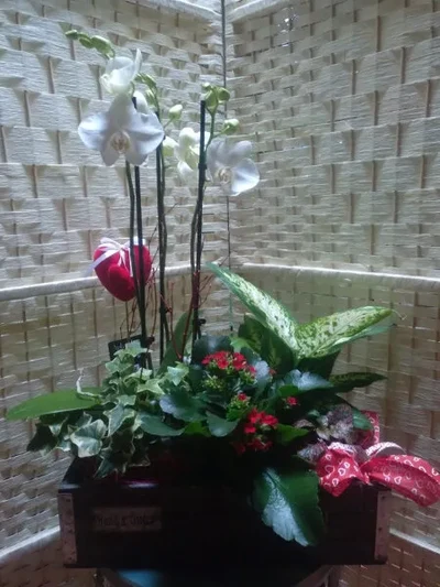 Centros de Plantas