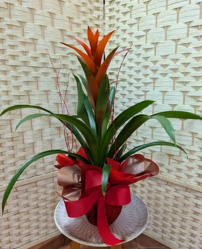 Guzmania