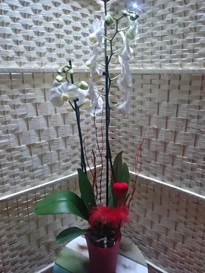 Orquidea Blanca