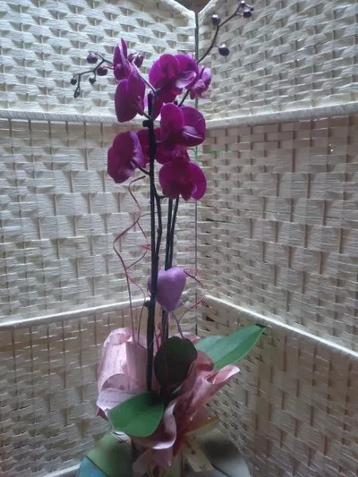 Plantas