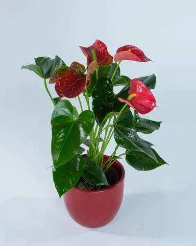 Anthurium Rojo