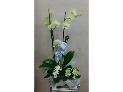 Orquidea para Nacimiento con peluche