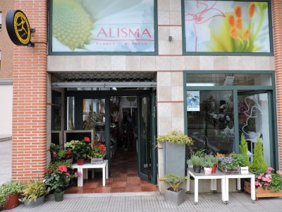 Alisma Floral