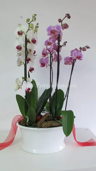 Centro de phalenopsis