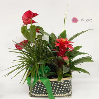 Centros de Plantas