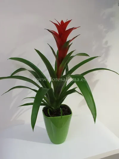 Guzmania