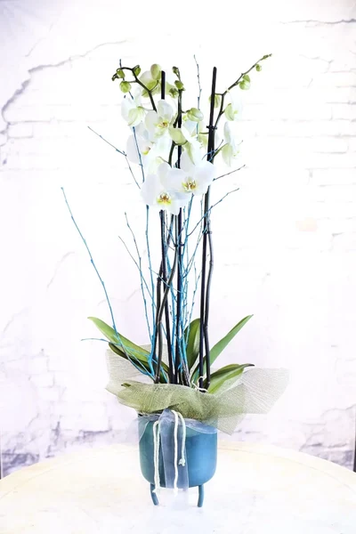 Orquidea Blanca 3 Ramas