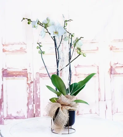 Orquidea 2 ramas