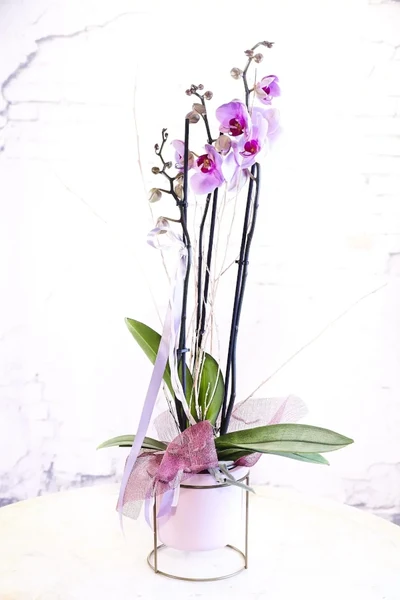 Orquidea Rosa 2 varas