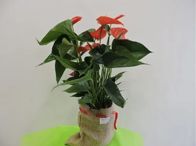 Anthurium Rojo