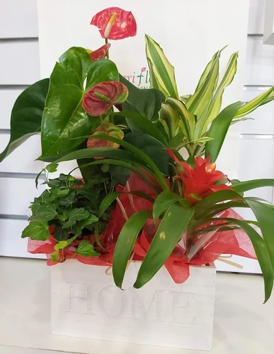 Centro de Plantas en caja de madera
