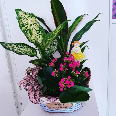 Cesta de Plantas Cool