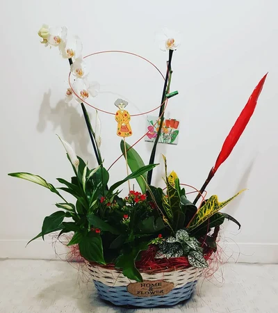 Cesta de Plantas