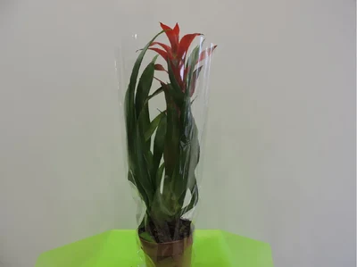 Guzmania