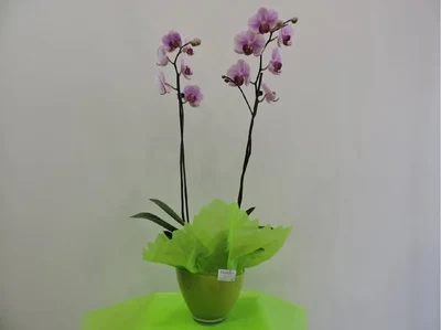 Orquidea