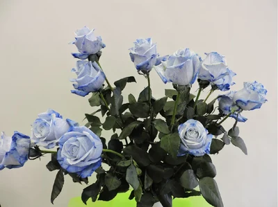 Ramo de Rosas Azules