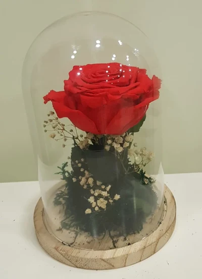 Rosa Eterna en Cúpula de Cristal