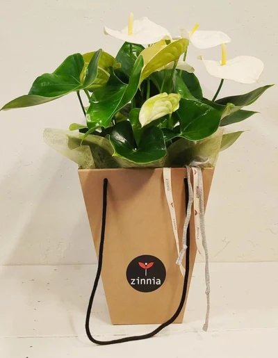 Anthurium Blanco