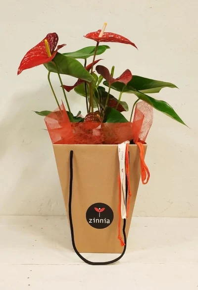 Anthurium Rojo