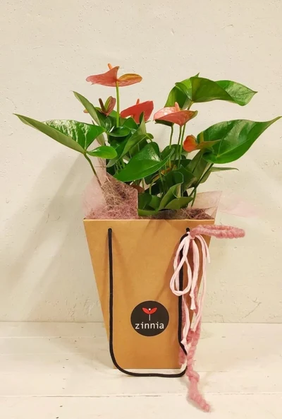Anthurium Rosa
