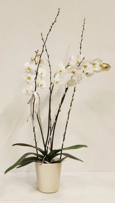 Plantas