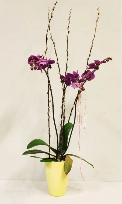 Phalaenopsis Rosado