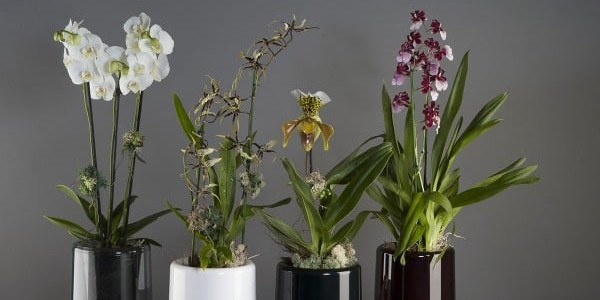 Floristería Orquidea Phanalopsis