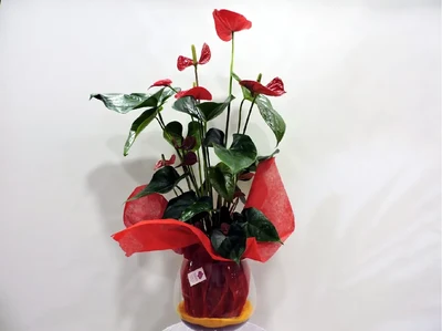 Anthurium