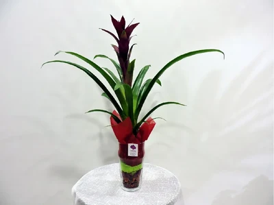 Guzmania Mini en copa de cristal