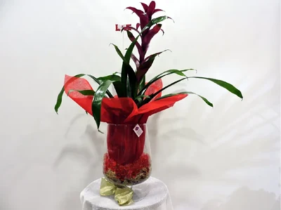 Guzmania en copa de cristal