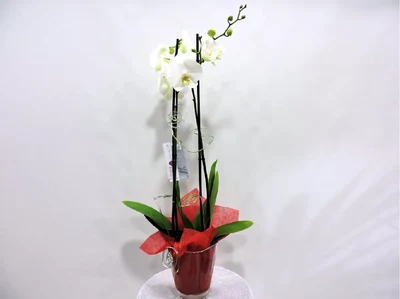 Plantas