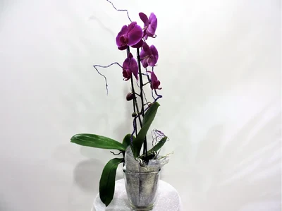 Orquidea Lila 2 varas decorada en cristal