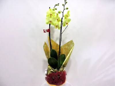 Orquidea Verde menta 2 varas en Copa de Cristal