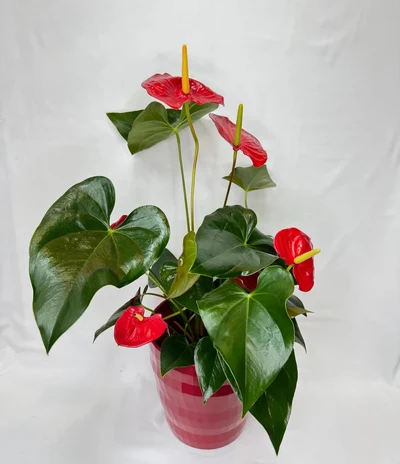 Anthurium